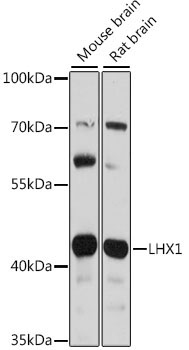 LHX1 Rabbit Polyclonal Antibody
