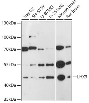LHX3 Rabbit Polyclonal Antibody