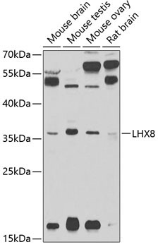 LHX8 Rabbit Polyclonal Antibody