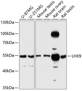 LHX9 Rabbit Polyclonal Antibody