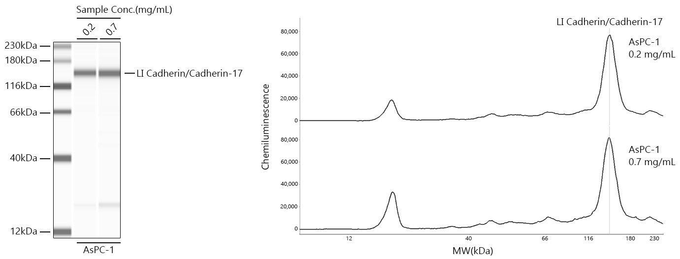 LI Cadherin/Cadherin-17 Rabbit Monoclonal Antibody