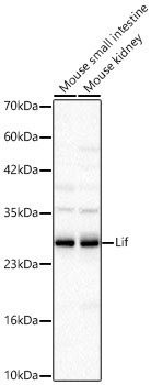 Lif Rabbit Polyclonal Antibody