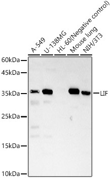 LIF Rabbit Polyclonal Antibody