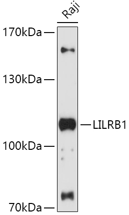 LILRB1 Rabbit Polyclonal Antibody