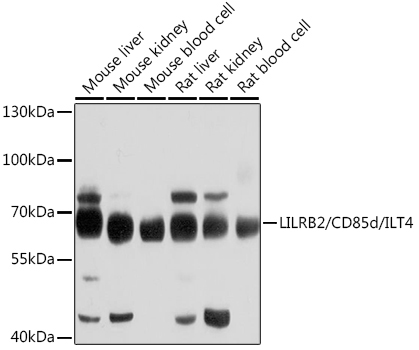 LILRB2/CD85d/ILT4 Rabbit Polyclonal Antibody