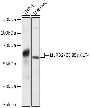 LILRB2/CD85d/ILT4 Rabbit Polyclonal Antibody
