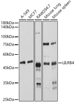 LILRB4 Rabbit Polyclonal Antibody - Image 2