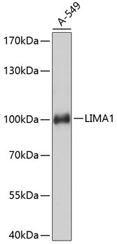 LIMA1 Rabbit Polyclonal Antibody