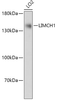 LIMCH1 Rabbit Polyclonal Antibody