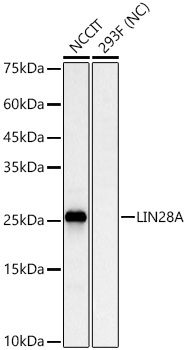 LIN28A Rabbit Monoclonal Antibody