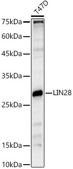 LIN28A Rabbit Polyclonal Antibody