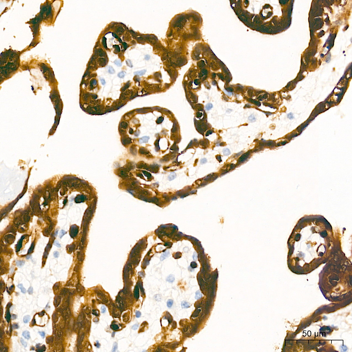 LIN28B Rabbit Monoclonal Antibody - Image 3