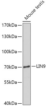 LIN9 Rabbit Polyclonal Antibody