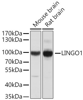 LINGO1 Rabbit Polyclonal Antibody