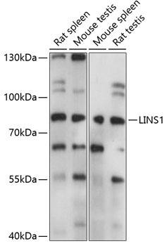 LINS1 Rabbit Polyclonal Antibody