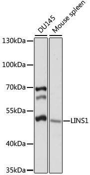 LINS1 Rabbit Polyclonal Antibody
