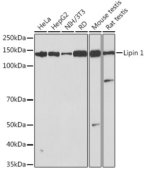 Lipin 1 Rabbit Monoclonal Antibody
