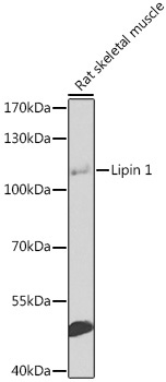 Lipin 1 Rabbit Polyclonal Antibody