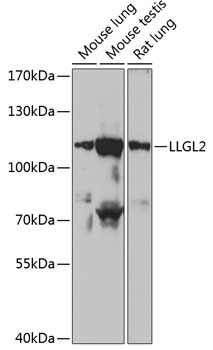 LLGL2 Rabbit Polyclonal Antibody