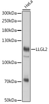 LLGL2 Rabbit Polyclonal Antibody