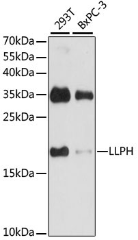 LLPH Rabbit Polyclonal Antibody
