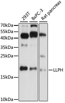 LLPH Rabbit Polyclonal Antibody