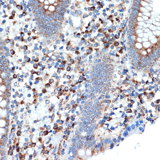 LMAN1 Rabbit Monoclonal Antibody - Image 3