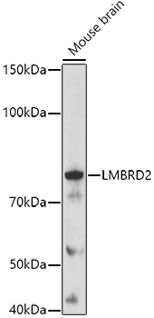 LMBRD2 Rabbit Polyclonal Antibody