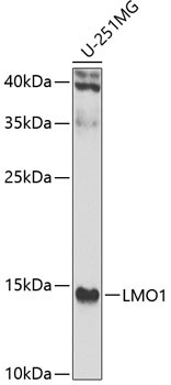 LMO1 Rabbit Polyclonal Antibody