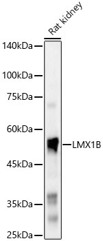 LMX1B Rabbit Polyclonal Antibody