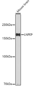 LNPEP Rabbit Polyclonal Antibody