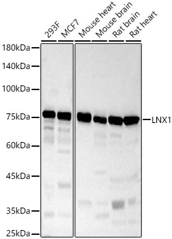 LNX1 Rabbit Polyclonal Antibody