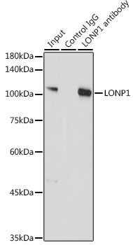 LONP1 Rabbit Polyclonal Antibody - Image 4