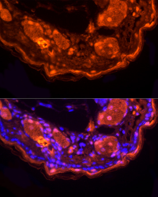 LORICRIN Rabbit Polyclonal Antibody - Image 4
