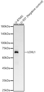 LOXL1 Rabbit Monoclonal Antibody
