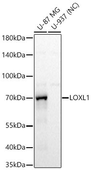 LOXL1 Rabbit Polyclonal Antibody