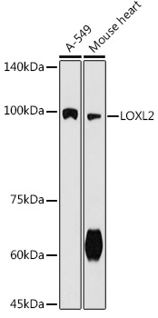 LOXL2 Rabbit Polyclonal Antibody