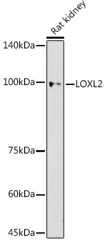 LOXL2 Rabbit Polyclonal Antibody - Image 2