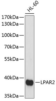 LPAR2 Rabbit Polyclonal Antibody