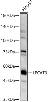 LPCAT3 Rabbit Polyclonal Antibody