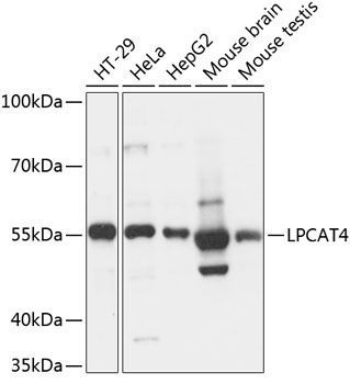 LPCAT4 Rabbit Polyclonal Antibody