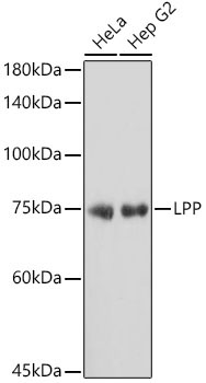 LPP Rabbit Monoclonal Antibody