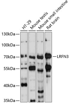 LRFN3 Rabbit Polyclonal Antibody
