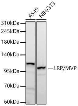 LRP/MVP Rabbit Monoclonal Antibody
