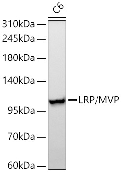 LRP/MVP Rabbit Monoclonal Antibody - Image 2