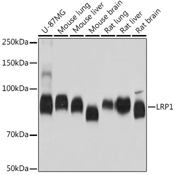 LRP1 Rabbit Monoclonal Antibody