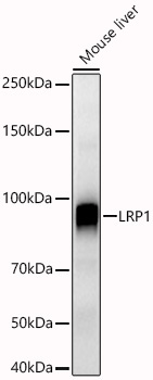 LRP1 Rabbit Polyclonal Antibody