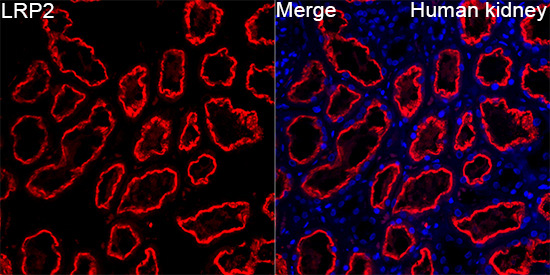 LRP2 Rabbit Polyclonal Antibody - Image 4