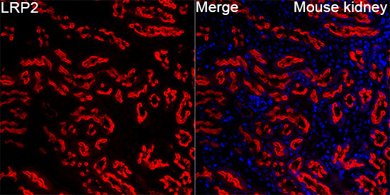 LRP2 Rabbit Polyclonal Antibody - Image 5