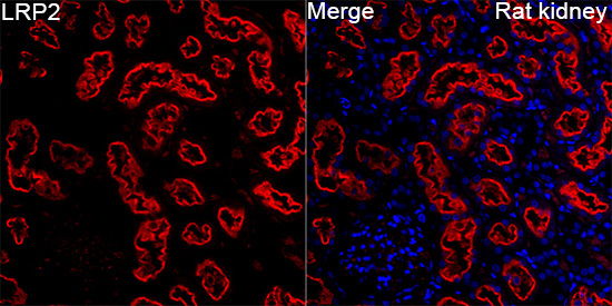 LRP2 Rabbit Polyclonal Antibody - Image 6